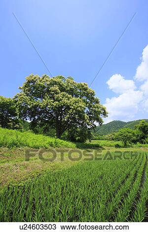 Stock Image - Field. Fotosearch