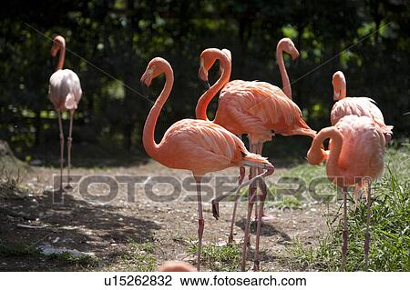 Stock Image - Flamingos. Fotosearch