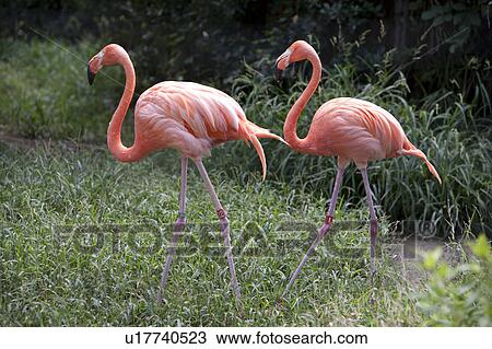 Stock Image - Flamingos. Fotosearch