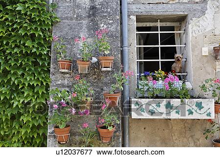 Flower Pots on Wall, A Dog Looking Out of Window, Saint Emilion, Gironde, France View Large Photo Image Stock Photo - Flower Pots on Wall, A Dog Looking Out of Window, Saint Emilion, Gironde, France. Fotosearch