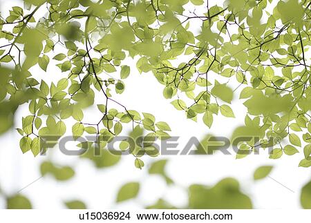 Flowering dogwood leaves on branch View Large Photo Image Picture - Flowering dogwood leaves on branch. Fotosearch