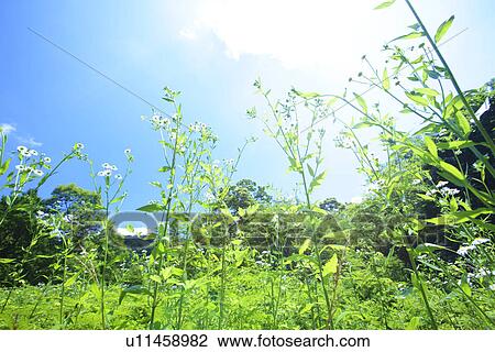 Flowers and Sky View Large Photo Image Stock Image - Flowers and Sky. Fotosearch