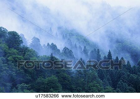 Stock Photograph - Fog and forest. Fotosearch