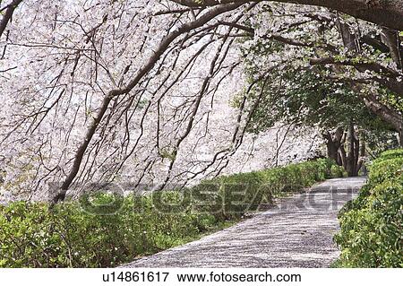 Footpath and cherry blossoms View Large Photo Image Stock Photo - Footpath and cherry blossoms. Fotosearch
