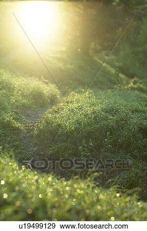 Stock Photo - Footpath and Sunshine. Fotosearch