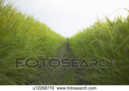Stock Image - Footpath between rice paddies. Fotosearch