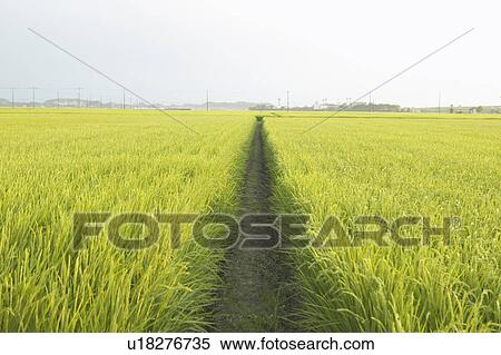 Stock Photography - Footpath between rice paddies. Fotosearch