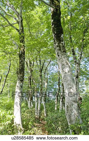 Stock Photography - Forest. Fotosearch