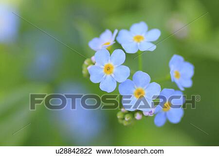 Stock Image - Forget-Me-Nots, close up, differential focus. Fotosearch