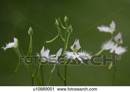 Stock Image - Fringed orchids, close up, differential focus. Fotosearch