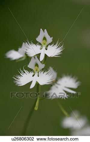 Stock Image - Fringed orchids, close up, differential focus. Fotosearch