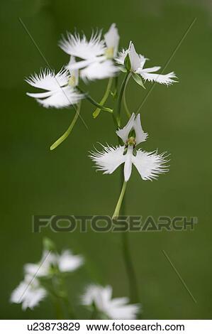 Stock Photo - Fringed orchids, close up, differential focus. Fotosearch