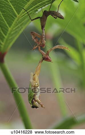 Frog caught by praying mantis View Large Photo Image Stock Photo - Frog caught by praying mantis. Fotosearch