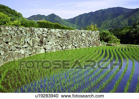 Stock Image - Fukano rice terraces. Fotosearch