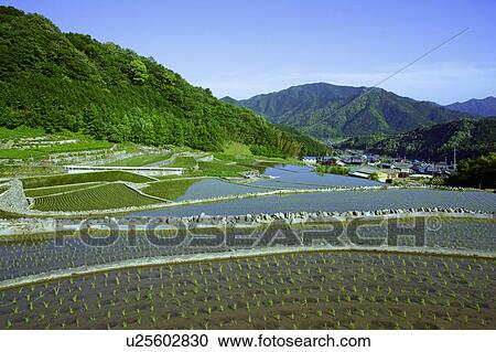 Stock Image - Fukano rice terraces. Fotosearch
