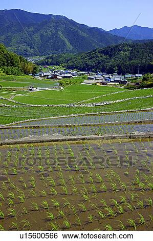 Stock Photograph - Fukano rice terraces. Fotosearch