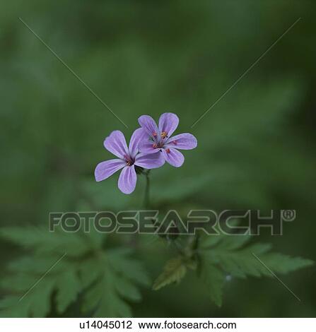 Geranium krameri View Large Photo Image Stock Image - Geranium krameri. Fotosearch