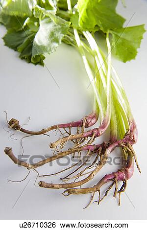 Giant butterbur, close up, white background View Large Photo Image Stock Photograph - Giant butterbur, close up, white background. Fotosearch