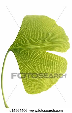 Stock Photograph - Gingko leaf. Fotosearch