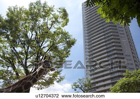 Stock Image - Giraffe and office building. Fotosearch