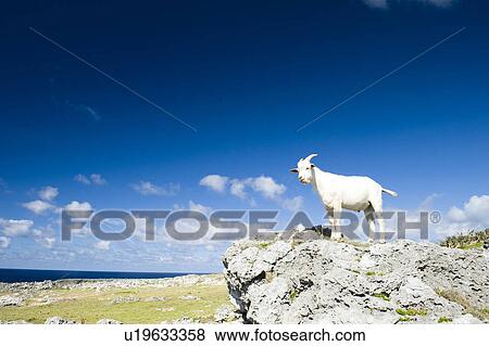 Goat on top of rocks View Large Photo Image Stock Photo - Goat on top of rocks. Fotosearch