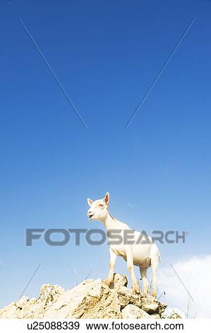 Goat on top of rocks View Large Photo Image Stock Photo - Goat on top of rocks. Fotosearch