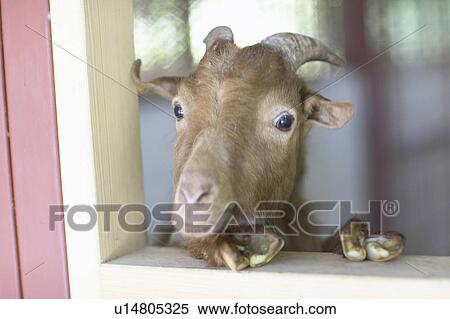 Stock Photography - Goat. Fotosearch
