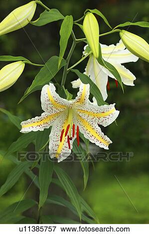 Stock Photo - Gold Banded Lily. Fotosearch