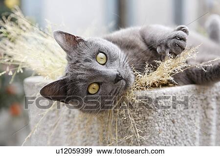 Stock Photo - Gray Cat Lying in Pot, Olargues, Herault, France. Fotosearch