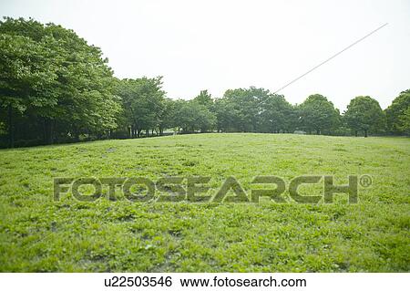 Green field and trees View Large Photo Image Stock Photograph - Green field and trees. Fotosearch
