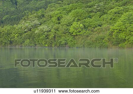 Stock Image - Green Forest and Lake. Fotosearch