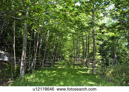 Stock Photograph - Green forest. Fotosearch