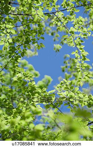 Stock Image - Green leaves. Fotosearch