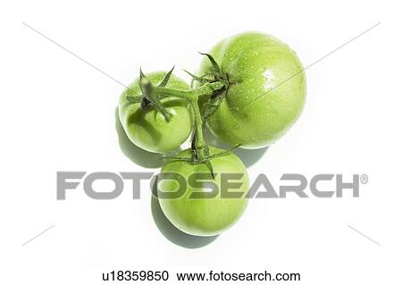 Green tomatoes, white background View Large Photo Image Stock Image - Green tomatoes, white background. Fotosearch