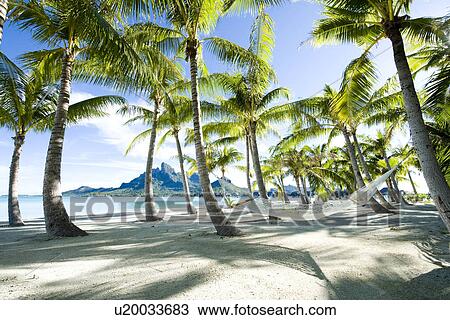 Hammock at Bora Bora, Tahiti View Large Photo Image Stock Image - Hammock at Bora Bora, Tahiti. Fotosearch