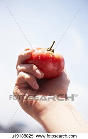 Stock Photography - Hand holding tomato, close up. Fotosearch