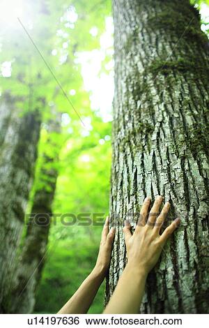 Stock Photograph - Hands touching a tree. Fotosearch