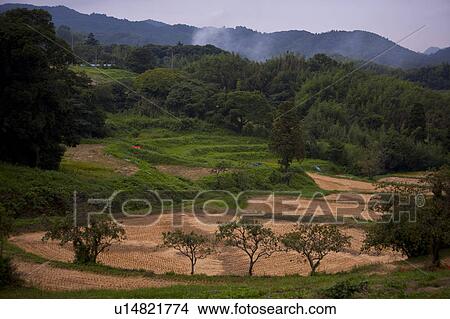 Harvested rice field View Large Photo Image Picture - Harvested rice field. Fotosearch