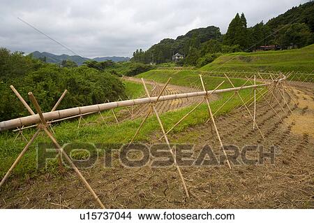 Picture - Harvested rice field. Fotosearch