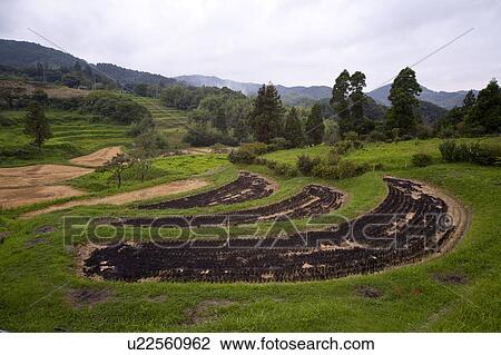Harvested rice field View Large Photo Image Stock Image - Harvested rice field. Fotosearch
