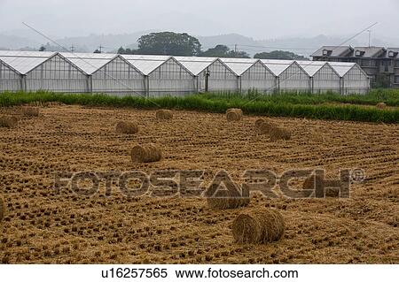 Hay bales and greenhouses View Large Photo Image Stock Photography - Hay bales and greenhouses. Fotosearch