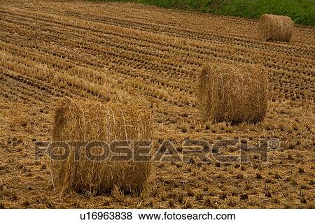 Hay bales View Large Photo Image Stock Photo - Hay bales. Fotosearch