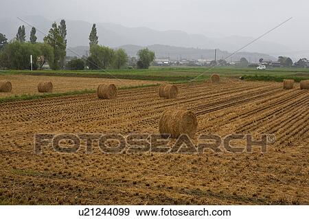 Stock Photo - Hay bales. Fotosearch