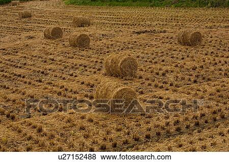 Stock Photo - Hay bales. Fotosearch