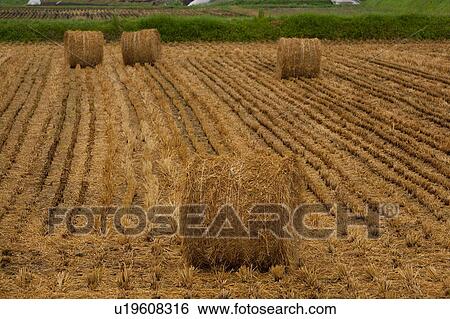Hay bales View Large Photo Image Stock Photograph - Hay bales. Fotosearch
