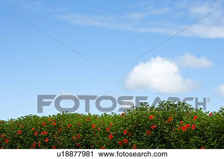 Hibiscus bush View Large Photo Image Stock Image - Hibiscus bush. Fotosearch