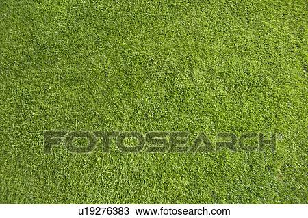 Stock Image - High Angle of Green Grass. Fotosearch