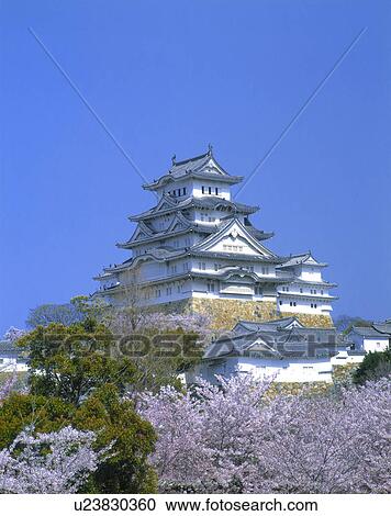 Himeji Castle and Blooming Cherry Blossom View Large Photo Image Stock Image - Himeji Castle and Blooming Cherry Blossom. Fotosearch