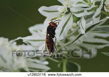 Stock Photograph - Hornet on flower. Fotosearch