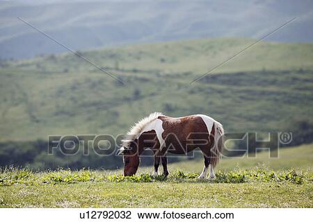 Horse grazing View Large Photo Image Stock Image - Horse grazing. Fotosearch